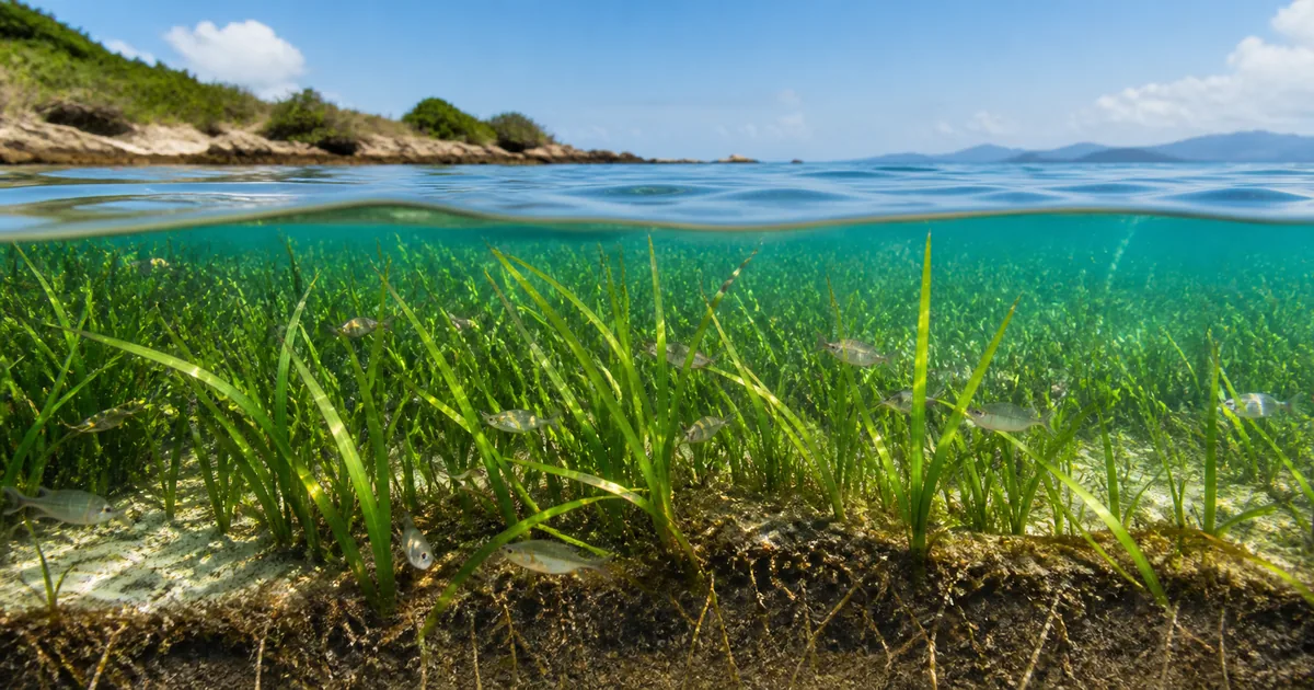 【藻場】海の森は何をしている？魚を育て炭素を蓄える仕組み